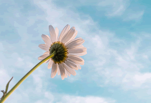 未来预想：草莓视频丝瓜视频的另类可能